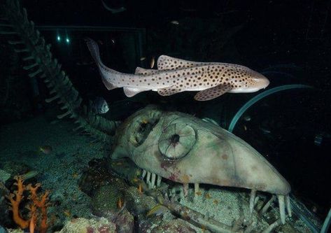 30 Horrifying Pictures That Will Trigger Your Submechanophobia (Fear Of Submerged Man-Made Objects) Sharks Scary, Graveyard Shift, Under The Ocean, Ocean Depth, Sea Serpent, Leagues Under The Sea, Bad Picture, Lake Photos, Museum Exhibition