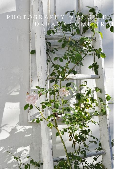 Ladder Decoration, Wisteria Trellis, Ladder Trellis, Wedding Trellis, Patio Trellis, Wooden Ladders, Clematis Trellis, Garden Ladder, Vine Trellis