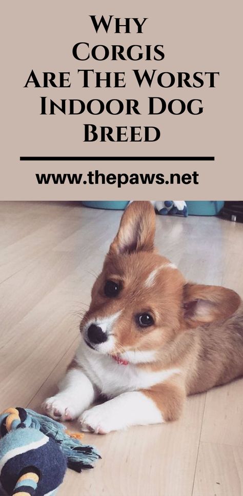 Here are the 14 Reasons Corgis Are The Worst Indoor Dog Breed Of All Time. #corgis #indoordog #dogbreed #worstdog #dogs #pets #corgisdogs #thepaws Corgi Mix Puppies, Corgis Puppies, Corgi Mix Breeds, Mini Corgi, Corgi Sploot, Corgi Dog Breed, Corgi Puppies For Sale, Corgi Mix, Terrier Mix Dogs