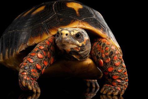 The red-footed tortoises or Chelonoidis carbonaria are the favorite pet tortoises of North and South America. The normal size of an adult is approximately 30 Red Footed Tortoise, Tortoise Care, Funny Poses, Tortoise Turtle, Reptiles And Amphibians, Animal Posters, Tabby Cat, Animal Photo, Creature Design