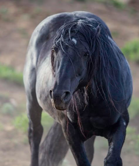 Wild black mustang stallion in a threatening posture—ears laid back and head low and outstretched. Wild Ponies, Tattoos Animals, Wild Horses Mustangs, Black Mustang, Horse Anatomy, Horse Inspiration, Quotes Tattoos, Mustang Horse, Animals Design