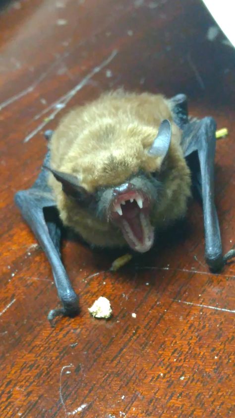 Brown bat yawning Little Brown Bat, Vampire Bats, Bumblebee Bat, Scary Bat, Bat Flying, Scary Animals, Baby Bats, Cute Bat, Super Cute Animals