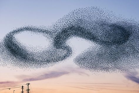 alain delorme captures the balletic murmurations of wild birds Image Nature, Flock Of Birds, Starling, Wild Birds, Love Birds, Bird Art, Amazing Nature, Birds In Flight, Flocking