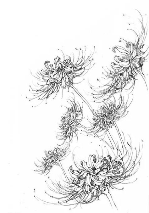 Fleurs Art Nouveau, Pencil Drawing Ideas, Pencil Drawings Of Flowers, Red Spider Lily, Spider Lily, Flower Sketches, Floral Drawing, Botanical Drawings, Pretty Tattoos