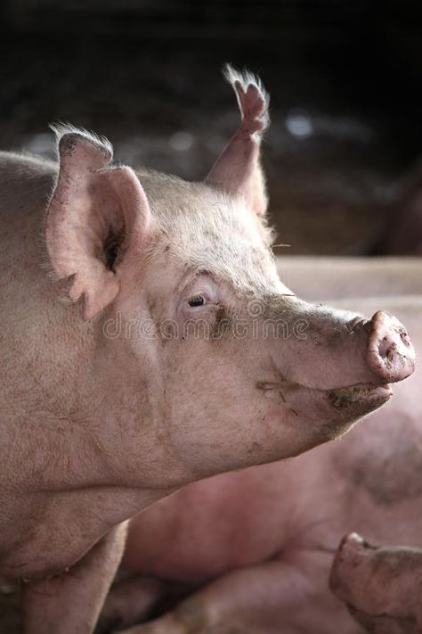 Extreme closeup photo of domestic pig sow stock images Head Side View, Pig Head, Closeup Photo, Big Animals, Animal Farm, Side View, Farm Animals, Free Photos, Mammals