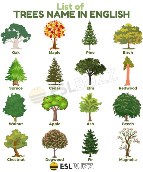 Types Of Trees For Kids, Trees Name In English, Tree Identification Chart, Trees Types, Different Types Of Forests, Tree Leaf Identification, Tree Names, Identifying Trees, Leaf Identification