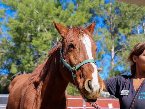 Humane Society Seeks Information on 2 Abandoned Horses - NewsBreak First Horse, Two Horses, River Valley, Humane Society, Law Enforcement, One Week, Staging, San Diego, Horses