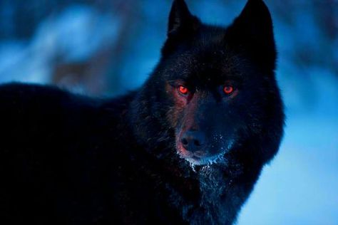 Being a rare male Omega, Taehyung's life has been nothing but miserab… #fanfiction #Fanfiction #amreading #books #wattpad Black Direwolf, Wolf With Red Eyes, Wolf Husky, Tattoo Animal, Wolf Hybrid, Wolf Stuff, Wolf Pup, Alpha Wolf, Wolf Photos