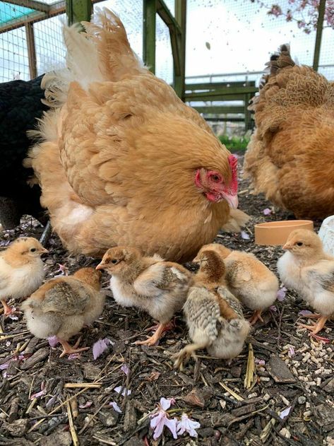 Chickens And Chicks, Chickens Breeds, Pet Chickens Breeds, Farm Pets, Chicken Pet, Backyard Coop, My Neighbourhood, Farm Lifestyle, Baby Chickens