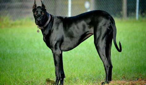 Dog History, Characteristics and Pictures #doberdane Doberman Mix, Black Doberman, Great Dane Mix, Dog Crossbreeds, Every Dog Breed, Doberman Love, Scary Dogs, Doberman Dogs, Rottweiler Dog