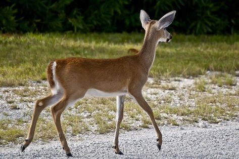 Key Deer, Black And White Photography Portraits, Deer Drawing, Deer Photos, Deer Art, Horse Drawings, Red Deer, Whitetail Deer, Ap Art