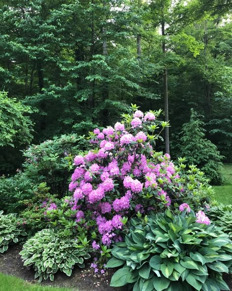 Rhododendron In Front Of House, Rhododendron Landscape Design, Landscaping With Rhododendrons, Rhododendron Garden Landscaping, Rhododendron Companion Plants, Rhodendron Garden, Rodadendren Bush, Rhododendron And Hydrangea, Rhododendron Landscaping