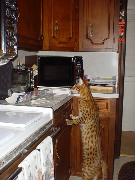 Savannah Cat Full Grown | Savannahs - Savannah Cat Savannah Cat Full Grown, Charcoal Bengal, Savanna Cat, Caracal Cat, Savannah Kitten, Savannah Cats, Funniest Cat, Hybrid Cat, Serval Cats