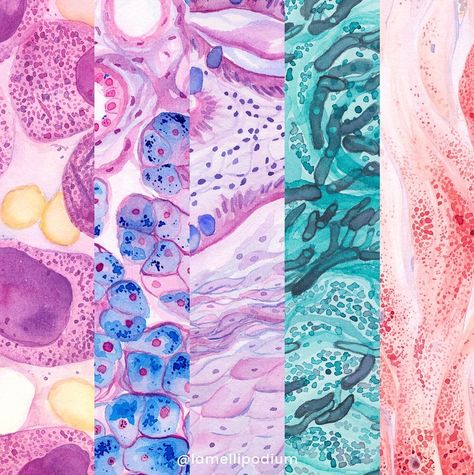 Microbiology Illustration, Pathology Wallpaper, Histology Aesthetic, Pathology Aesthetic, Cell Aesthetic, Microbiology Aesthetic, Pathology Study, Wallpaper Horizontal, Histology Slides