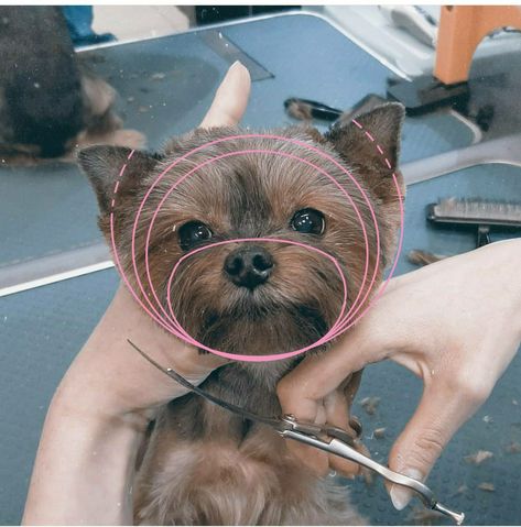 Yorkie Grooming Styles, Yorkie Puppy Haircuts, Yorkshire Terrier Grooming, Grooming Salons, Dog Grooming Diy, Yorkie Haircuts, Dog Grooming Styles, Colorful Hairstyles, Dog Grooming Shop