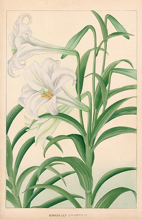 Chigusa Soun Flowers of Japan Woodblock Prints 1900 Fleurs Art Nouveau, Arte Van Gogh, Picture Collage Wall, Photo Wall Collage, Vintage Poster Art, Botanical Drawings, Art Collage Wall, Plant Art, Picture Collage