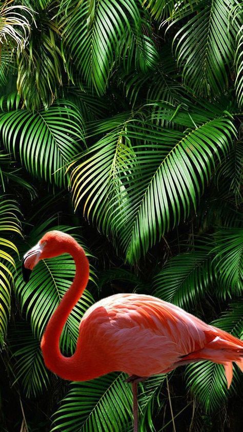 Iphone Wallpaper Black, Insta Theme, Flamingo Pictures, Flamingo Wallpaper, Sunflower Wallpaper, Tropical Wallpaper, Trendy Wallpaper, Tropical Rainforest, Tumblr Wallpaper