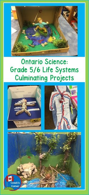 Coach's Corner: Ontario Grade 5/6 Science: Understanding Life Systems Culminating Projects - Blog Post ( Human Body Systems AND Biodiversity) Grade 6 Biodiversity Project, Grade 5 Ontario Curriculum, Grade 5 Human Body Systems, Grade 6 Biodiversity Activities, Biodiversity Grade 6, Biodiversity Project Ideas, Grade 5 Science, Life Systems, Canadian Social Studies