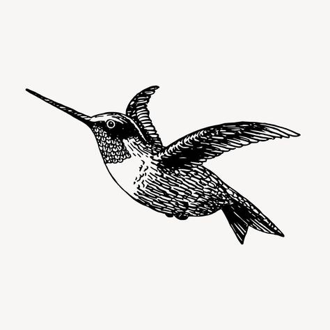 Hummingbird, animal illustration vector. Free public domain CC0 graphic | free image by rawpixel.com Bird Black And White, Hummingbird Illustration, Vintage Hummingbird, Wings Icon, Bird Sketch, Vintage Illustration Art, Vintage Icons, Bird Illustration, Animal Clipart