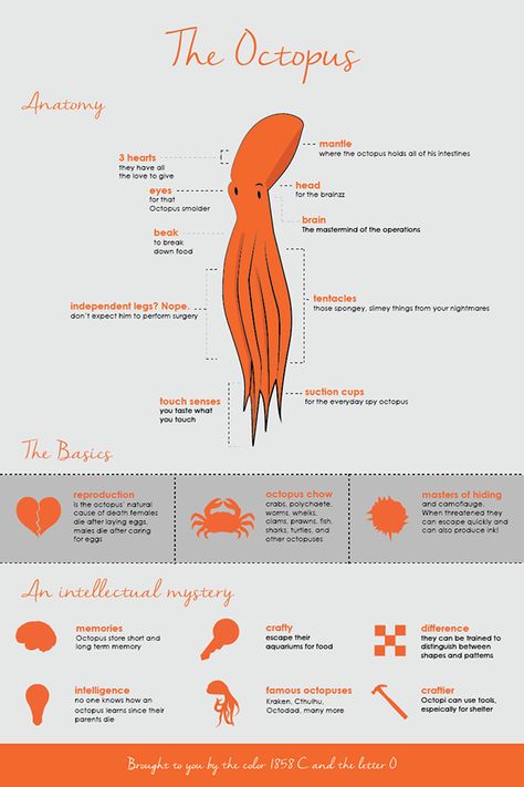 Octopus Anatomy, Octopus Art Project, Facts About Octopus, Octopus Intelligence, Octopus Infographic, Fun Facts About Octopus, Octopus Scientific Illustration, Atlantic Pygmy Octopus, Science Infographics