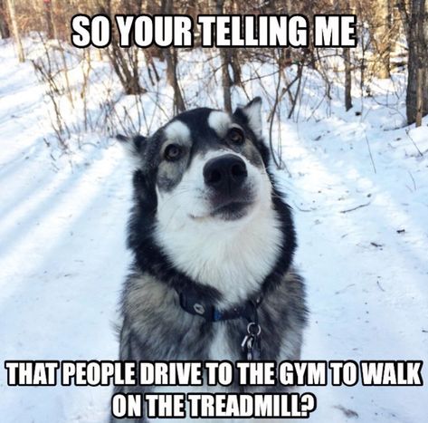 35 Best Siberian Husky Memes of All Time - The Paws Husky Meme, Internal Thoughts, Animal Humour, Adorable Pictures, Memes Hilarious, Comic Sans, What Happens When You, Siberian Husky, Cute Little Animals