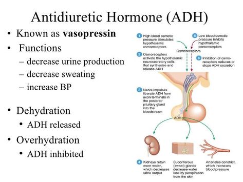 Antidiuretic Hormone (ADH) <ul><li>Known as vasopressin </li></ul><ul><li>Functions </li></ul><ul><ul><li>decrease urine ... Hormones Nursing, Antidiuretic Hormone, Endocrine System Hormones, Endocrine System Nursing, Paramedic School, The Endocrine System, Nursing Information, Medical Mnemonics, Basic Anatomy And Physiology