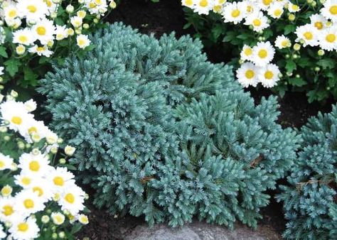 Juniper Shrub, Juniperus Squamata, Blue Star Juniper, Planting Shrubs, Coastal Gardens, Garden Shrubs, Covered Garden, Traditional Garden, Buy Plants