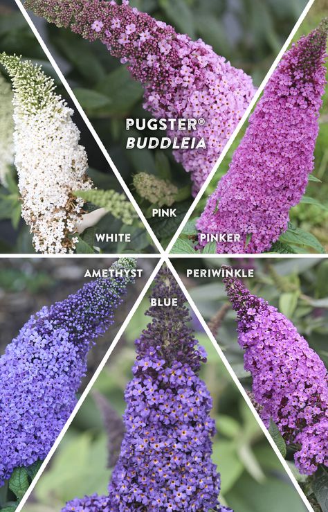 Butterfly Bush Landscaping Front Yards, Pugster Blue Butterfly Bush, Budlia Butterfly Bush, Buddleia Butterfly Bush, Butterfly Bushes, Pugster Butterfly Bush, Butterfly Bush Landscaping, Bee Friendly Plants, Purple Flowers Garden