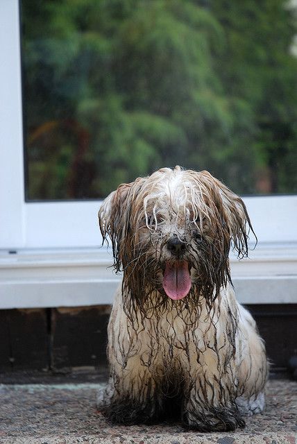 Dirty + happy about it Dog Types, Coton De Tulear, Wet Dog, 강아지 그림, English Classroom, Adorable Animals, Maltese, Animals Friends, Dog Pictures