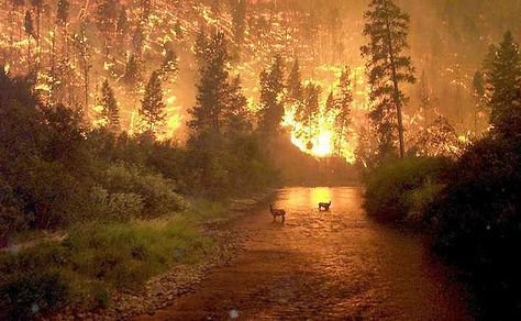 forest fire, with deer standing in the creek | Bitterroot Forest Fire.Deer (elk) by John McColgan | Flickr - Photo ... Wow Photo, Into The West, Wild Fire, Big Sky Country, We Are The World, Forest Fire, Big Sky, Hobart, National Forest