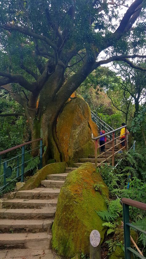 Elephant Mountain Taipei, Mountain Walk, Taiwan Tea, Taiwan Travel, 2024 Calendar, Tea Garden, Backyard Landscaping Designs, Taipei, Garden Bridge