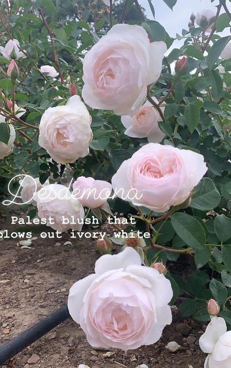 Rosa Desdemona, Delaney Aesthetic, Desdemona Rose, Nyc Beach, Blonde Babylights, Cut Garden, Peony Roses, Feminine Names, Oc Aesthetic