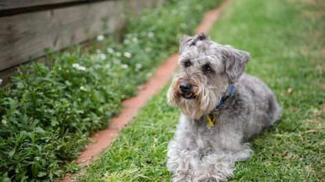 Schnoodle Haircuts: Grooming Tips and Popular Hairstyles (with Pictures!) Schnoodle Haircut Styles, Schnoodle Haircut, Schnoodle Puppies For Sale, Puppy Information, Doodle Dog Breeds, Schnoodle Puppy, Schnoodle Dog, Dogs Poodle, Designer Dogs Breeds