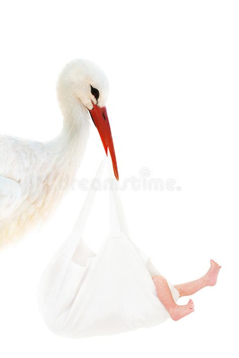 Stork Carrying Baby, Baby Stork, Dream Home Design, Life Images, White Bag, Vector Design, Hand Drawn, How To Draw Hands, Stock Images