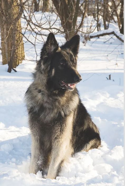 Shiloh Shepherd Dog, Shiloh Shepherd, German Shepherd Breeds, Shepherd Dog Breeds, Disabled Dog, Search And Rescue, Cute Animal Pictures, Family Dogs, Service Dogs