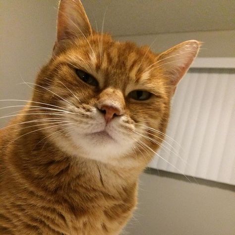 Cat looking judgmental. Judging Cat, Cat Captions, Serious Questions, Funny Orange, Animal Reference, Orange Cats, Snow Dogs, Cat Behavior, Cute Animal Videos