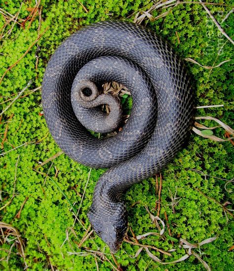 Spiral Snake Tattoo, Fibonacci In Nature, Spiral Snake, Spiral Tattoo, River Tattoo, Spirals In Nature, Spiral Tattoos, Bubble Bubble, Organic Patterns