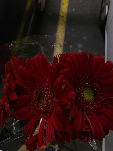 Red daisies Transvaal Daisy, Gerbera Daisies, Red Daisy, Gerber Daisies, Go Red, Love And Romance, Gerbera Daisy, Pretty Flowers, For Love