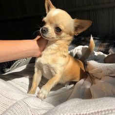 Dog Aesthetic Chihuahua, Chihuahua Puppies Aesthetic, Cute Chihuahua Aesthetic, Chiwawa Aesthetic, Aesthetic Chihuahua, Chihuahua Aesthetic, Pictures Of Chihuahuas, Tired Puppy, Aesthetic Sun