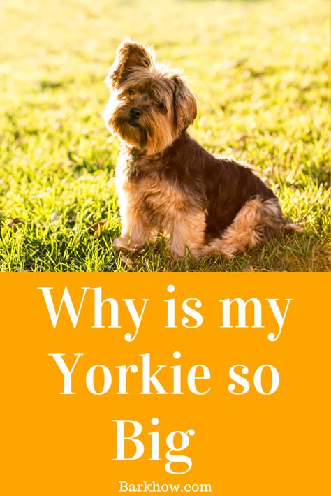 Long Hair Yorkie, Yorkie Floppy Ears Haircut, Floppy Ear Yorkie Haircuts, Male Yorkie Hairstyles, Short Yorkie Haircut, Yorkie Haircut Male, Yorkie Haircut Teddy Bear, Funny Yorkies, Yorkie Terrier Haircuts