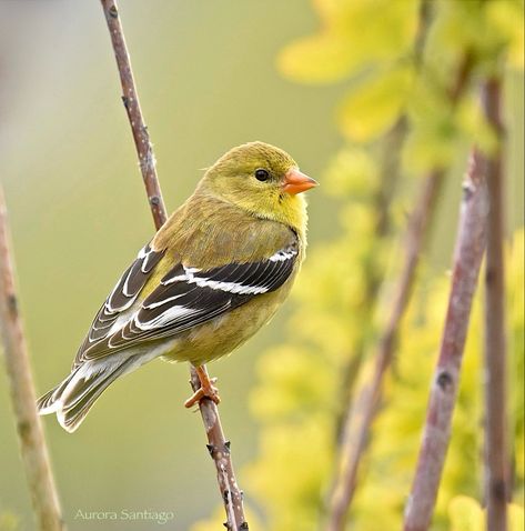 Spinus tristis: An active North American yellow and black songbird that favors weedy fields and floodplains where plants such as thistles and asters are common. Female Goldfinch, Yellow Finch, American Goldfinch, Finches Bird, Bird Photos, Mural Ideas, Illustration Ideas, Finches, Sunflower Pattern