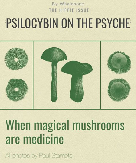 Paul Stamets Mushrooms, Growing Psylocibin Mushrooms, Mushroom Psylocibin, Mycologist Aesthetic, Psylocibin Mushroom, Lions Mane Benefits, Paul Stamets, Psilocybin Mushrooms, Growing Mushrooms At Home