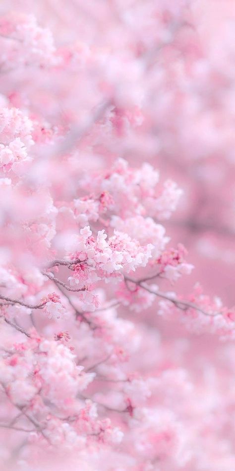 Fb Collection Cover Aesthetic, Sakura Blossoms Wallpaper, Cherry Blossom Wallpaper Aesthetic, Cute Wallpapers Cherry Blossom, Pink Cherry Blossom Aesthetic, Cherry Blossom Iphone Wallpaper, Pink Flowers Background Aesthetic, Aesthetic Sakura Wallpaper, Sakura Pink Wallpaper