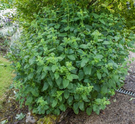 How To Grow & Harvest Lemon Balm: The Total Guide Lemon Balm Garden, Growing Lemon Balm, Lemon Balm Plant, How To Grow Lemon, Rose Garden Design, Medicinal Herbs Garden, Types Of Herbs, Starter Plants, Side Garden