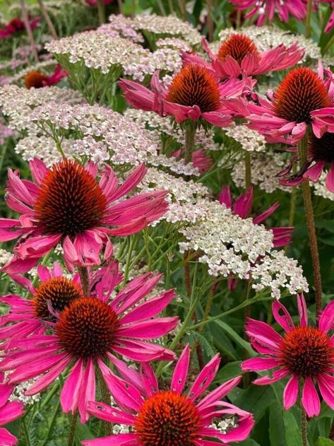 Coneflower Flower Bed, Coneflower Garden Ideas, Hydrangea And Coneflower, Green Twister Coneflower, Coneflower Garden Design, What To Plant With Coneflowers, Echinacea Landscaping, Purple Coneflower Garden, Coneflower Companion Plants