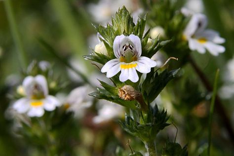 The Health Benefits of Eyebright Personal Hygiene Items, Blurry Vision, Holistic Remedies, Immunity Booster, Puffy Eyes, Eye Health, Backyards, Natural Healing, Herbal Remedies