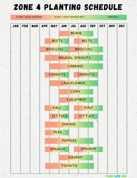 Zone 4 Planting Schedule, Broccoli And Brussel Sprouts, Planting Schedule, Gardening Calendar, Plant Hardiness Zone Map, Productive Garden, Planting Calendar, Urban Heat Island, Zone 9