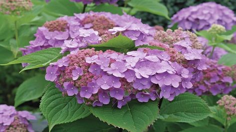 Twist-N-Shout Hydrangea Plant Care Twist And Shout Hydrangea, Hydrangea Plant Care, Hydrangea Plant, Lace Cap Hydrangea, Big Leaf Hydrangea, Smooth Hydrangea, Endless Summer Hydrangea, Hydrangea Arborescens, Hydrangea Quercifolia