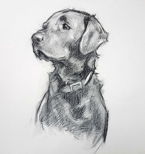 Labrador Sketch Drawings, Lab Sketch Dog, Drawing Of Labrador, Dog Drawing Portrait, Pencil Animal Sketches, Dog Art Sketch, Cool Animal Sketches, Animal Sketching Ideas, Animal Charcoal Art