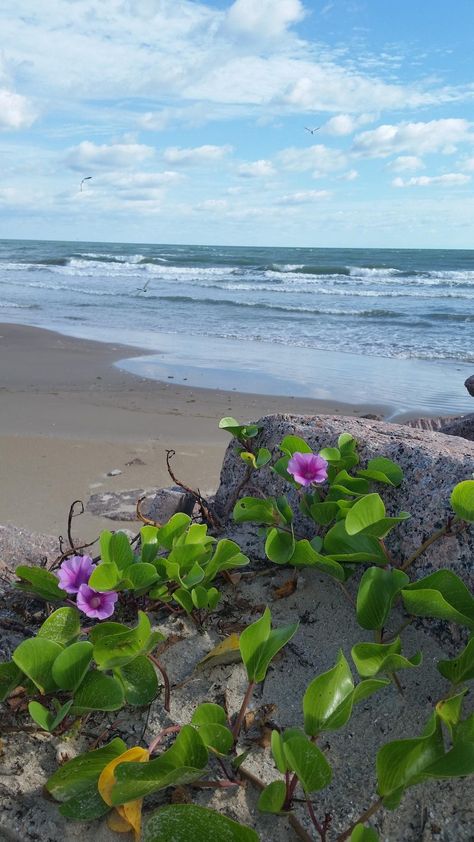 Habitat view photo of Beach Morning Glory (Ipomoea pes-caprae) uploaded to Garden.org by JamesAcclaims Morning Glory Flowers, Landscape Plants, View Landscape, Beautiful Flowers Wallpapers, Succulent Garden, View Photo, Sand And Water, Violet Flower, Landscaping Plants